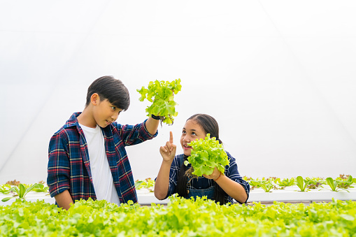Little Asian boy and girl learning hydroponics system farm together in greenhouse garden. Two children kid holding and checking organic lettuce in vegetable garden. Education and healthy food concept