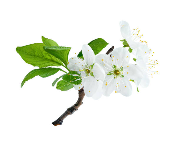 Close up of blossoming plum tree branch isolated with clipping path. Close up of blossoming plum tree branch isolated on white background with clipping path. plum tree stock pictures, royalty-free photos & images