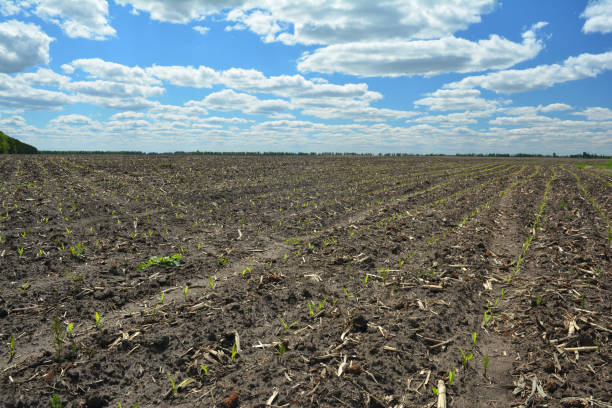 istock Agriculture field landscape with first corn sprouts. Corn growth and corn germination on sandy soil. 1364396727