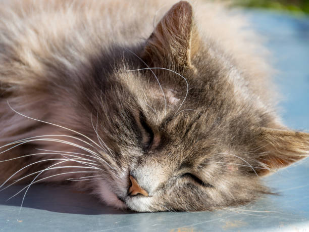 istock a portrait of a sleeping gray cat 1364397026