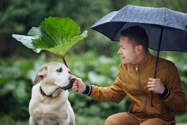 istock Man with dog in rain 1364398469