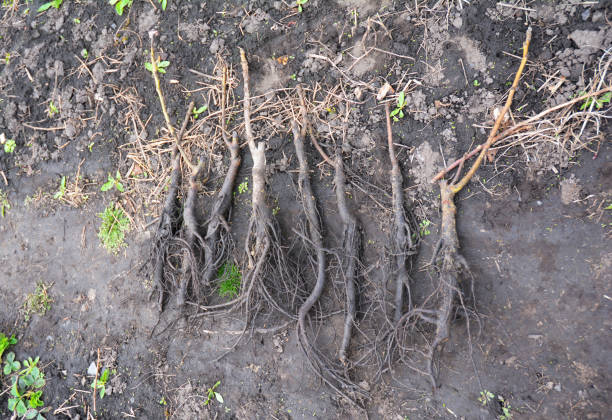 istock Grafted walnut saplings, vaccinated walnut saplings with open roots before planting the walnut trees. 1364398707