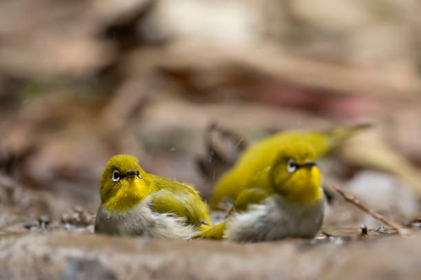 istock Flock of Indian white-eye 1364400072