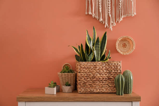 istock Houseplants in wicker pots on table near brown wall. Interior design 1364400267