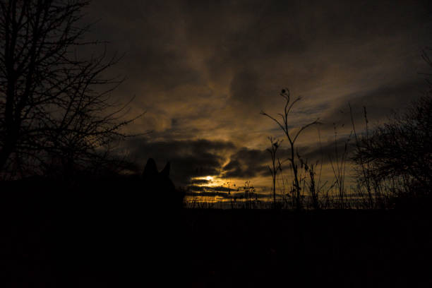 Beautiful night sky with round moon in cloudy sky and pine tree silhouette