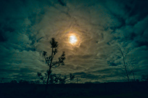 Beautiful night sky with round moon in cloudy sky and pine tree silhouette