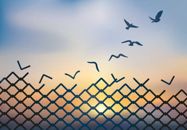 Concept of freedom, with a fence that turns into a bird's flight. Concept of liberation, with the grid of a palisade that metamorphoses into a dove, which flies away and escapes at sunset. releasing stock illustrations