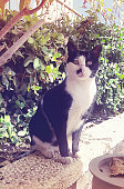 istock Black and white cute cat sitting outdoors 1364400966