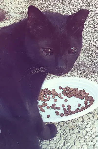 Portrait of a blind black cat looking at camera.