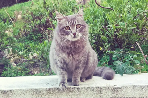 Hairy gray cat sitting outdoors and looking at camera.