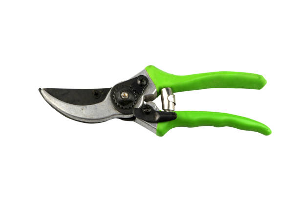 istock Green pruning shears for Gardening isolated on white background. Tool for Pruning and Cutting. Close up scissor. 1364401824