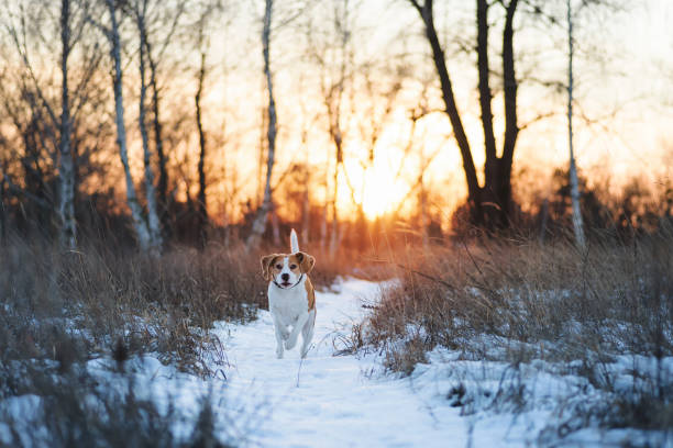 hund läuft gegen die winternatur - snow dog walking running stock-fotos und bilder