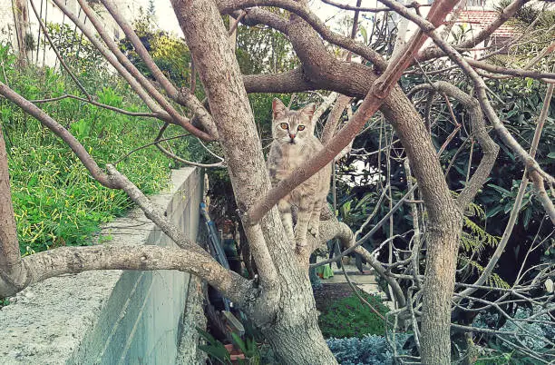One outdoor cat on the branches of a gray bare tree.