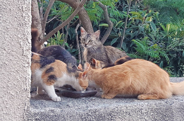 istock Kittens eating outdoors 1364402839