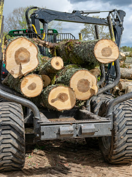 istock round sawn logs in a tractor trailer, logs ready for removal 1364403258