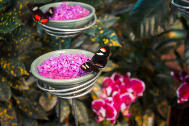 Butterflies eating nectar in a garden