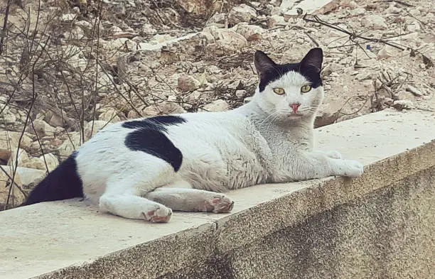 Big street cat resting outdoors. Big white and black cat with yellow eyes.
