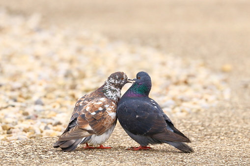 Two birds in love, love is in the air, animal's togetherness