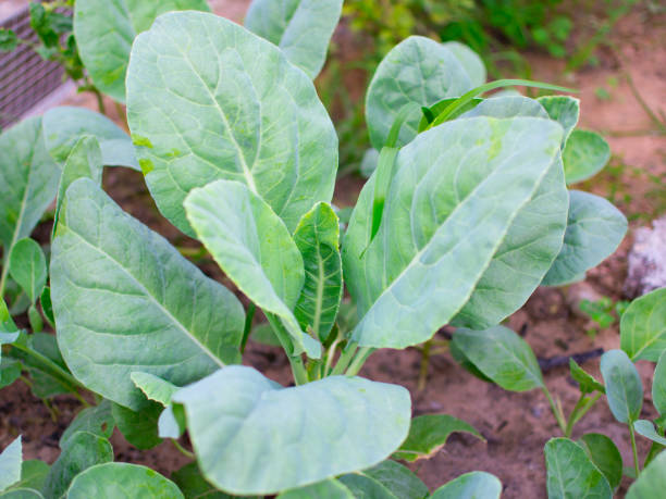 istock Growing Chinese kale vegetable or Chinese Broccoli Plants (Brassica oleracea var. alboglabra) 1364406369