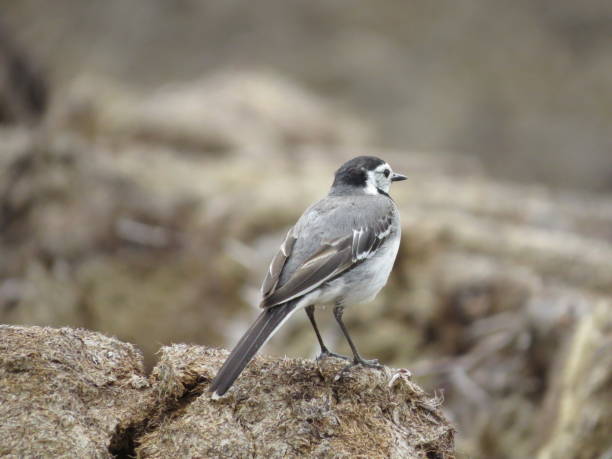 istock Bird in a stunning location 1364406488