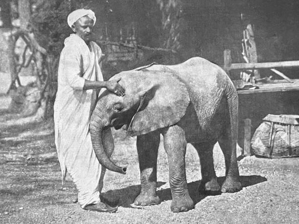 istock At the zoo -Young elephant from Sudan with its zoo keeper 1364406535