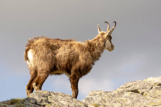 istock Tatra Chamois (Rupicapra rupicapra tatrica) in the natural environment. 1364407086