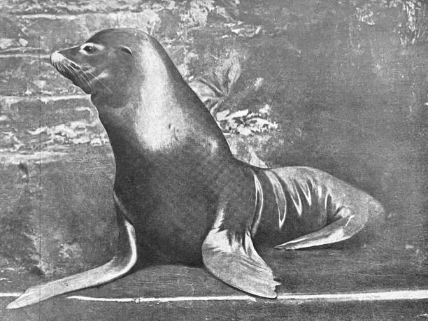 Photography from 1899
