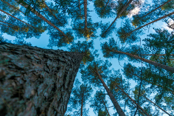 istock Bottom view of tall old trees. Looking Up In Spring Forest. 1364408412