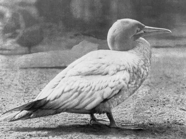 istock At the zoo - Northern gannet 1364408779