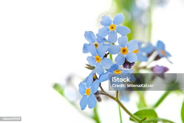 Beautiful Light Blue Forget Me Nots Myosotis Spring Flowers Stock Photo - Download Image Now
