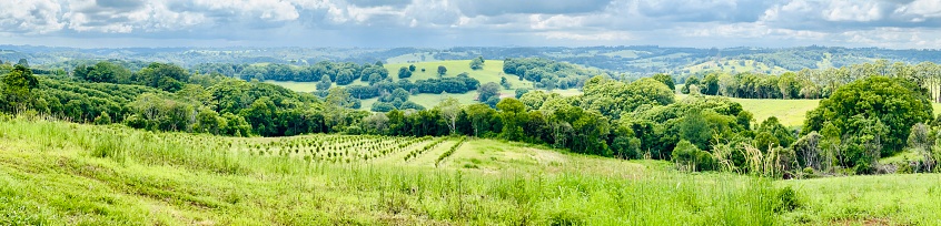 Horizontal panoramic view of the lush, vibrant green subtropical landscape of the Byron Shire in Summer with farm paddocks, macadamia orchards, grass, plants, shrubs and trees under an overcast stormy sky.