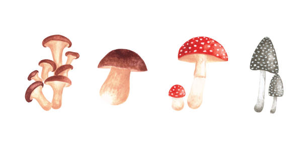 ilustrações, clipart, desenhos animados e ícones de conjunto de cogumelos em aquarela - mushroom edible mushroom red botany