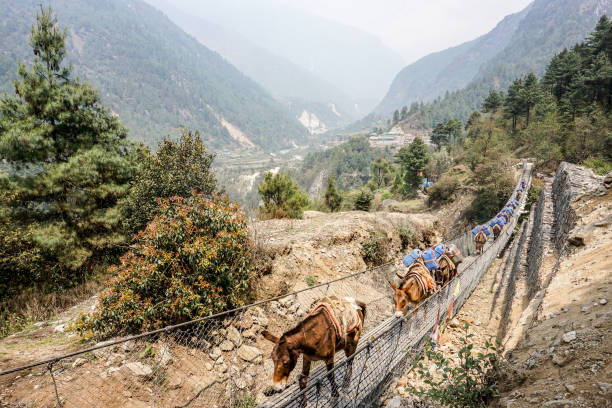 Day 1 of EBC Trek:  Horses crossing a suspension bridge