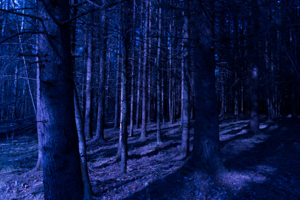 istock Mystic dark dense coniferous forest view 1364410969