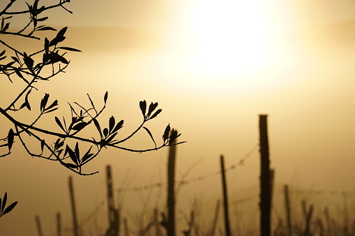Dawn impression in a vineyard with in front an olive tree and behind the silhouettes of vine plants