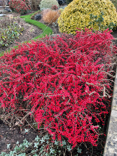 Close-up image of red berries of Rockspray cotoneaster (Cotoneaster horizontalis) shrub in garden border during winter, focus on foreground Stock photo showing shrubs in garden border by a garden wall including
Rockspray cotoneaster (Cotoneaster horizontalis)  full of red berries in winter. cotoneaster horizontalis stock pictures, royalty-free photos & images