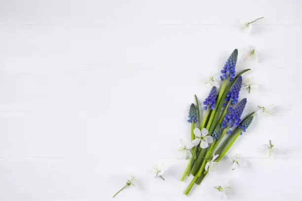 Spring flowers -blue muscari and white cherry flowers , spring banner. Spring white board with space for text. Template for greeting cards for Mother's day, 8 march, Valentine's day, wedding , birthday cards , sales and advertising