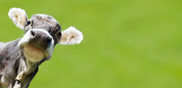 istock Young cow in a pasture looks directly into the camera 1364413478