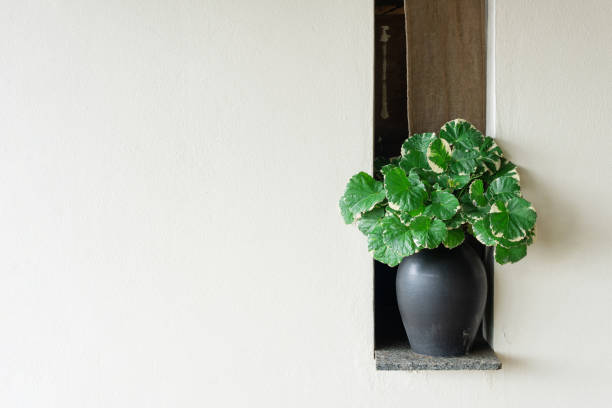 istock Interior home decor on a shelf green Vases plants on white bathroom wall background. Modern summer lifestyle resort beige wallpaper. Elegant lifestyle scene. Mantel light elements floral leaf concept. 1364413937