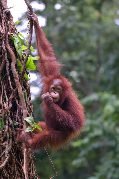 istock cute behavior of baby orangutans 1364414049