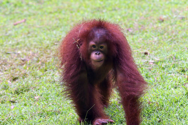 istock cute behavior of baby orangutans 1364414131