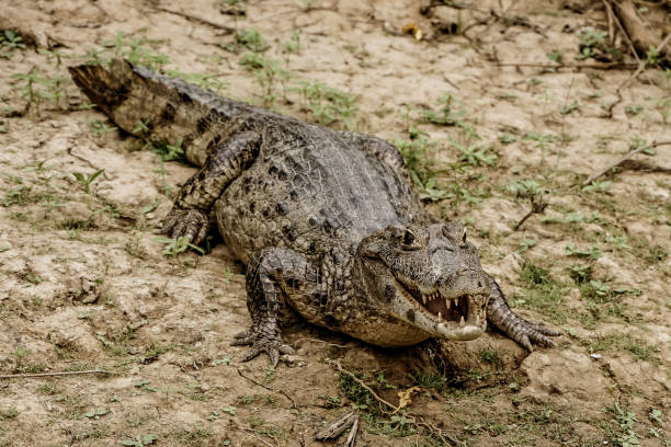 istock The Pampas (outside Rurrenabaque), Bolivia 1364415560