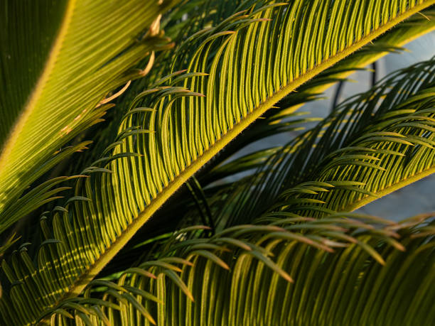 istock Palm leaf background at sunset in full frame. Leaves and branches of palm tree 1364415853