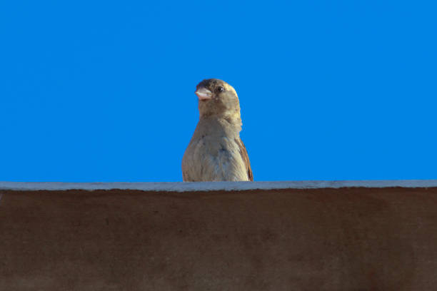 young house sparrow illuminated by sunlight, perched on a roof, under a cloudless blue sky - POA, SAO PAULO, BRAZIL.