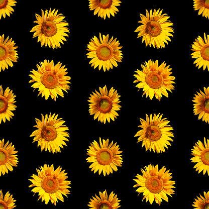 Seamless pattern with flowers of sunflowers on a dark background. Sunflowers isolated on black background.