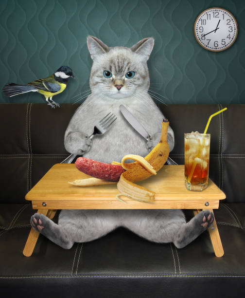 istock Cat ashen eats banana sausage with juice 1364418763