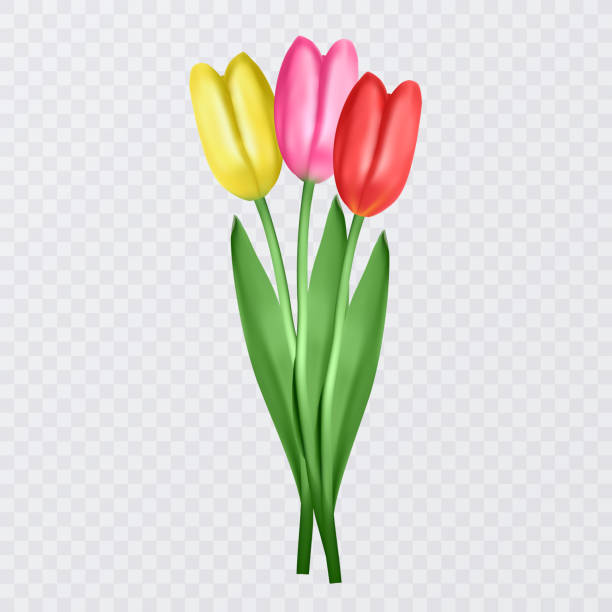 ilustraciones, imágenes clip art, dibujos animados e iconos de stock de conjunto de tulipanes realistas sobre fondo transparente. ilustración vectorial - cut out tulip close up drop