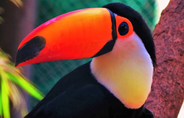 istock Portrait of Toco Toucan (Ramphastos Toco). 1364419914