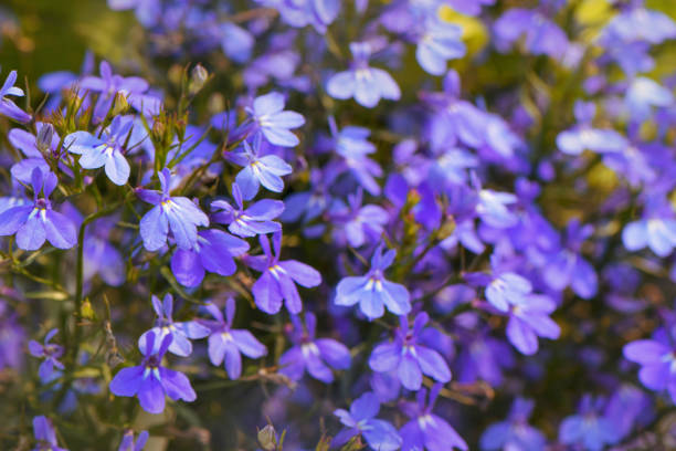 A full frame background image of vibrant Lobelia flower blossoms with purple, blue and pink colors.