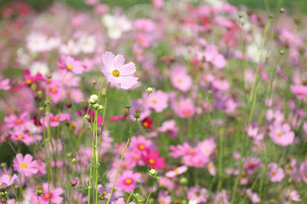 Pink cosmos in flower field